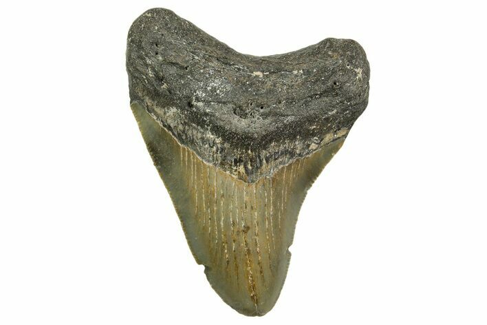 Serrated, Fossil Megalodon Tooth - North Carolina #363703